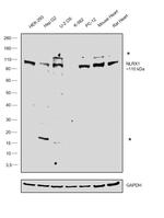 NLRX1 Antibody in Western Blot (WB)