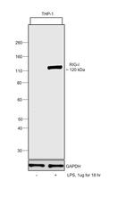 RIG-I Antibody