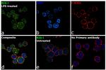 RIG-I Antibody in Immunocytochemistry (ICC/IF)