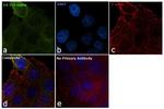 14-3-3 sigma Antibody in Immunocytochemistry (ICC/IF)