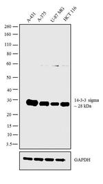 14-3-3 sigma Antibody in Western Blot (WB)