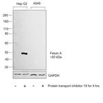 Fetuin A Antibody