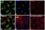 cGAS Antibody in Immunocytochemistry (ICC/IF)