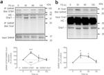 TMEM66 Antibody in Western Blot, Immunoprecipitation (WB, IP)