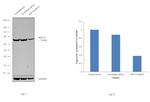 HSC70 Antibody in Western Blot (WB)