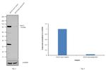 AXIN2 Antibody in Western Blot (WB)