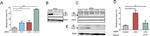 DYNC1LI2 Antibody in Western Blot (WB)