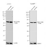 beta-3 Tubulin Antibody