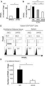 PPAR gamma Antibody in Flow Cytometry (Flow)