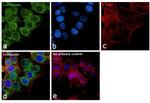 Calreticulin Antibody in Immunocytochemistry (ICC/IF)