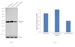 Calreticulin Antibody in Western Blot (WB)