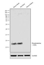 Phospholamban Antibody