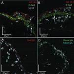 ASCT2 Antibody in Immunohistochemistry (IHC)