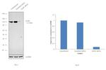 GLDC Antibody in Western Blot (WB)