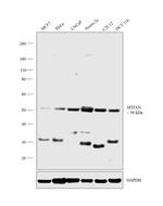 MTCO1 Antibody in Western Blot (WB)