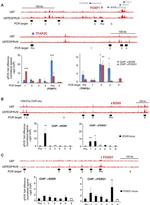 FOXG1 Antibody in ChIP Assay (ChIP)