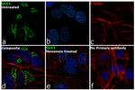 GLG1 Antibody