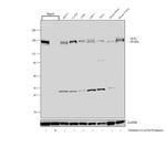 GLG1 Antibody