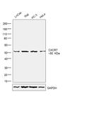 CXCR7 Antibody in Western Blot (WB)