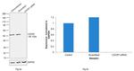 CXCR7 Antibody