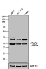 Annexin A2 Antibody in Western Blot (WB)