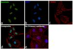 Survivin Antibody in Immunocytochemistry (ICC/IF)