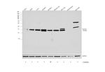 Survivin Antibody in Western Blot (WB)