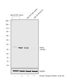 APOE Antibody in Western Blot (WB)