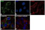 APOE Antibody in Immunocytochemistry (ICC/IF)