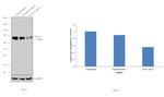 ACSL4 Antibody in Western Blot (WB)