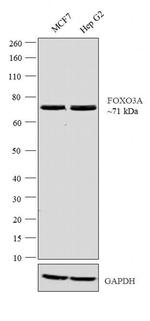 FOXO3A Antibody in Western Blot (WB)