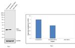 GRB2 Antibody in Western Blot (WB)