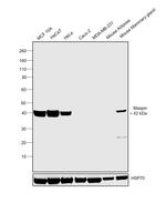 Maspin Antibody in Western Blot (WB)