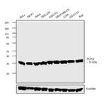 PCNA Antibody in Western Blot (WB)