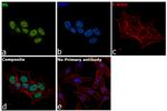 Rb Antibody in Immunocytochemistry (ICC/IF)