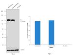 Rb Antibody in Western Blot (WB)