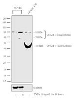 VCAM-1 Antibody in Western Blot (WB)