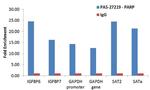 PARP1 Antibody