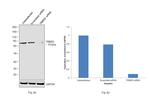 TRIM25 Antibody in Western Blot (WB)