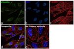 Vimentin Antibody in Immunocytochemistry (ICC/IF)