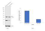 CD82 Antibody in Western Blot (WB)