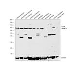 CD36 Antibody in Western Blot (WB)