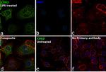 COX2 Antibody in Immunocytochemistry (ICC/IF)