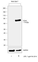 COX2 Antibody in Western Blot (WB)