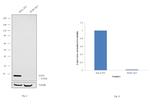 SOD1 Antibody in Western Blot (WB)