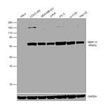 MMP13 Antibody in Western Blot (WB)