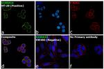 S100A10 Antibody in Immunocytochemistry (ICC/IF)