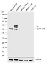 Tau Antibody