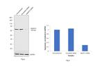 Angiopoietin 2 Antibody in Western Blot (WB)