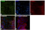 14-3-3 zeta Antibody in Immunocytochemistry (ICC/IF)